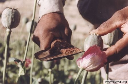 opium.jpg, 24 KB